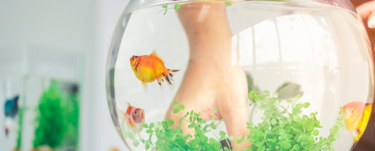 3 astuces pour le déménagement de votre aquarium