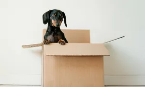 déménager avec un animal de compagnie